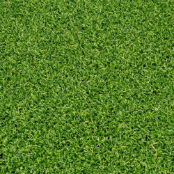 Rubato - Cactus Green
